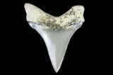 Killer, Fossil Chubutensis Tooth - Aurora, North Carolina #176597-1
